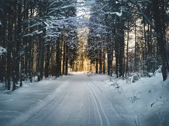 Snow trail through the forest